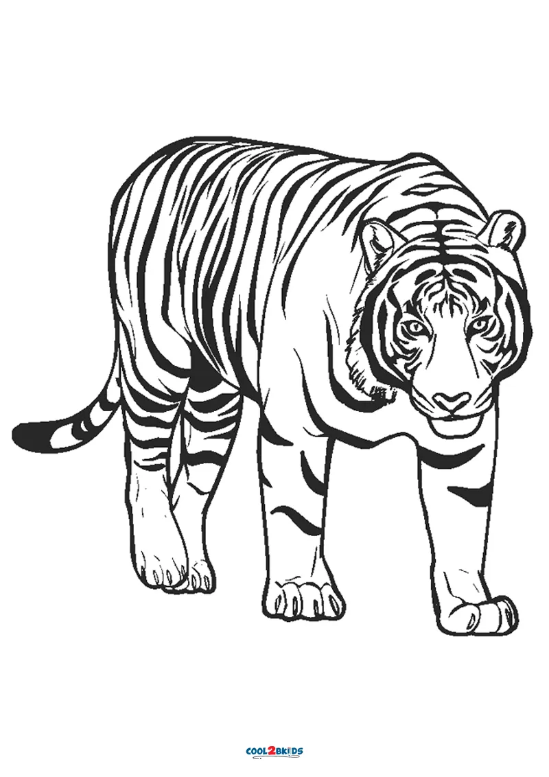 coloring pages of tigers