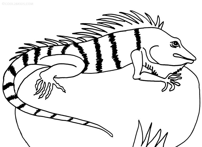 Dibujo de Iguana para colorear - Páginas para imprimir gratis