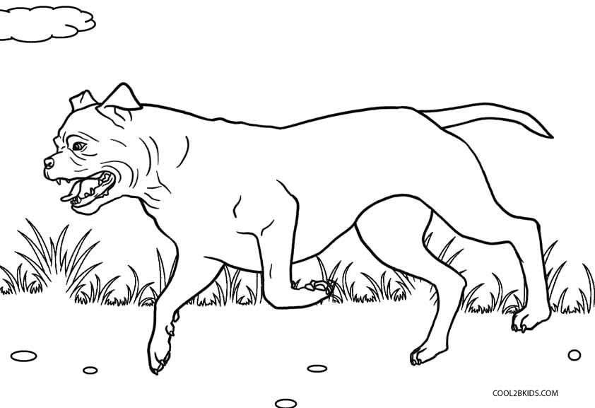 Foto de Cão para colorir  Desenho de cachorro, Desenhos para colorir  online, Imagens de cachorro