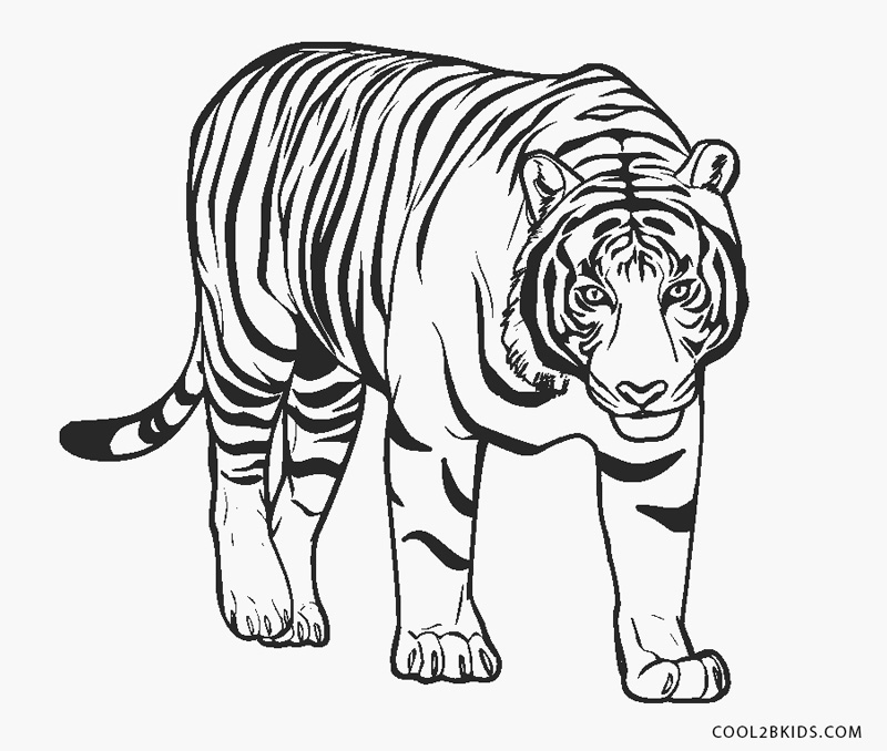 Desenhos De Tigres Para Imprimir E Colorir Animais Pa Vrogue Co