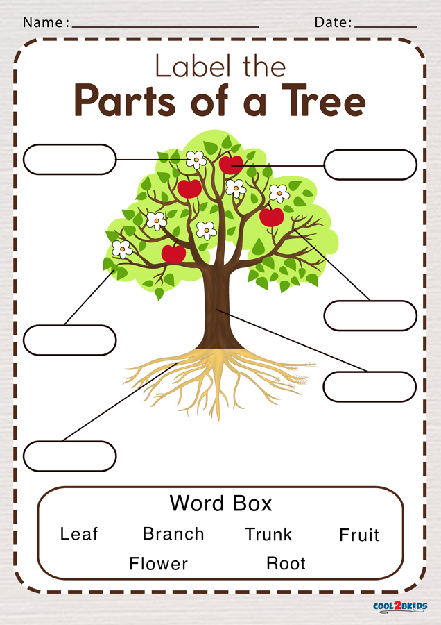 Parts Of Tree Worksheet
