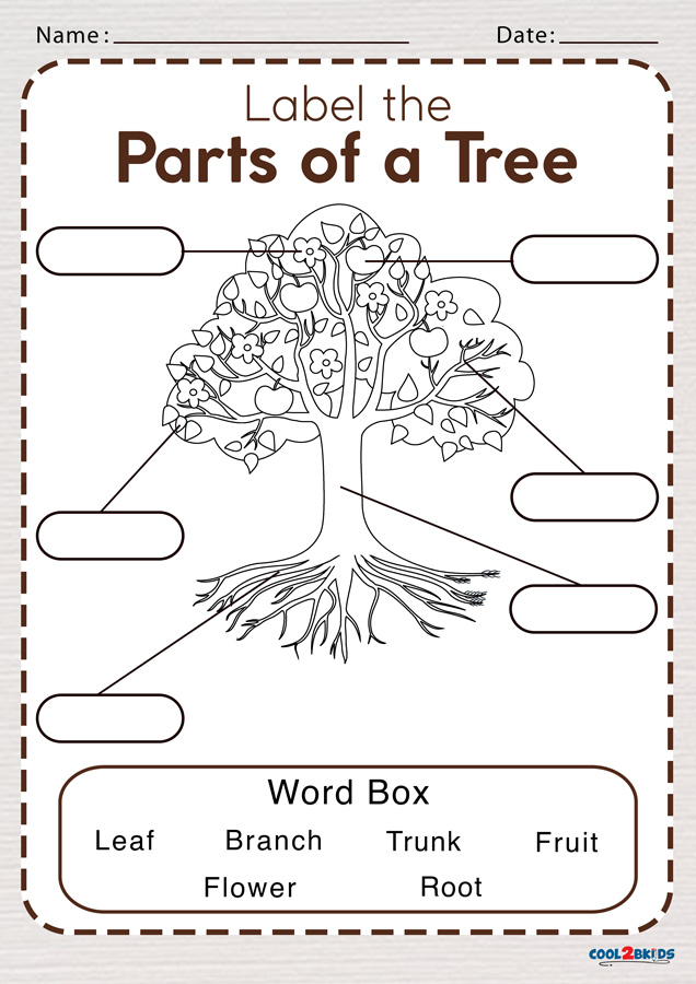 Parts Of A Flower Preschool Worksheet