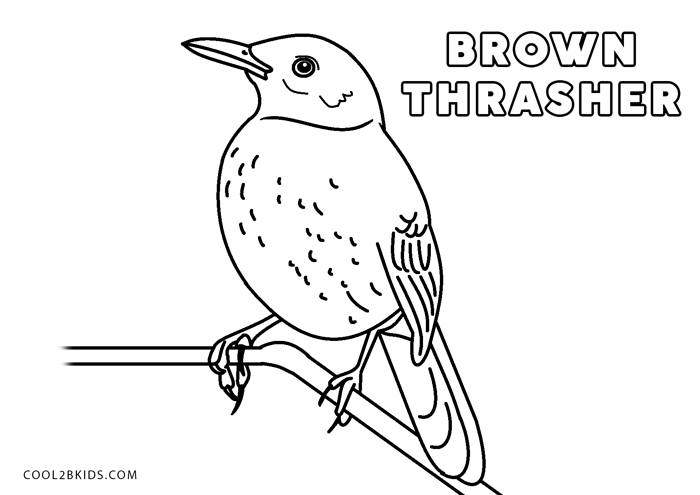 Georgia State Bird Coloring Page