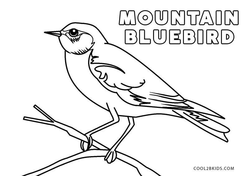 Idaho State Bird Coloring Page Coloring Pages