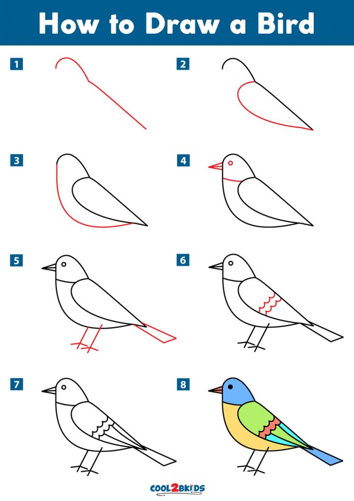 How to Draw a Bird - Cool2bKids