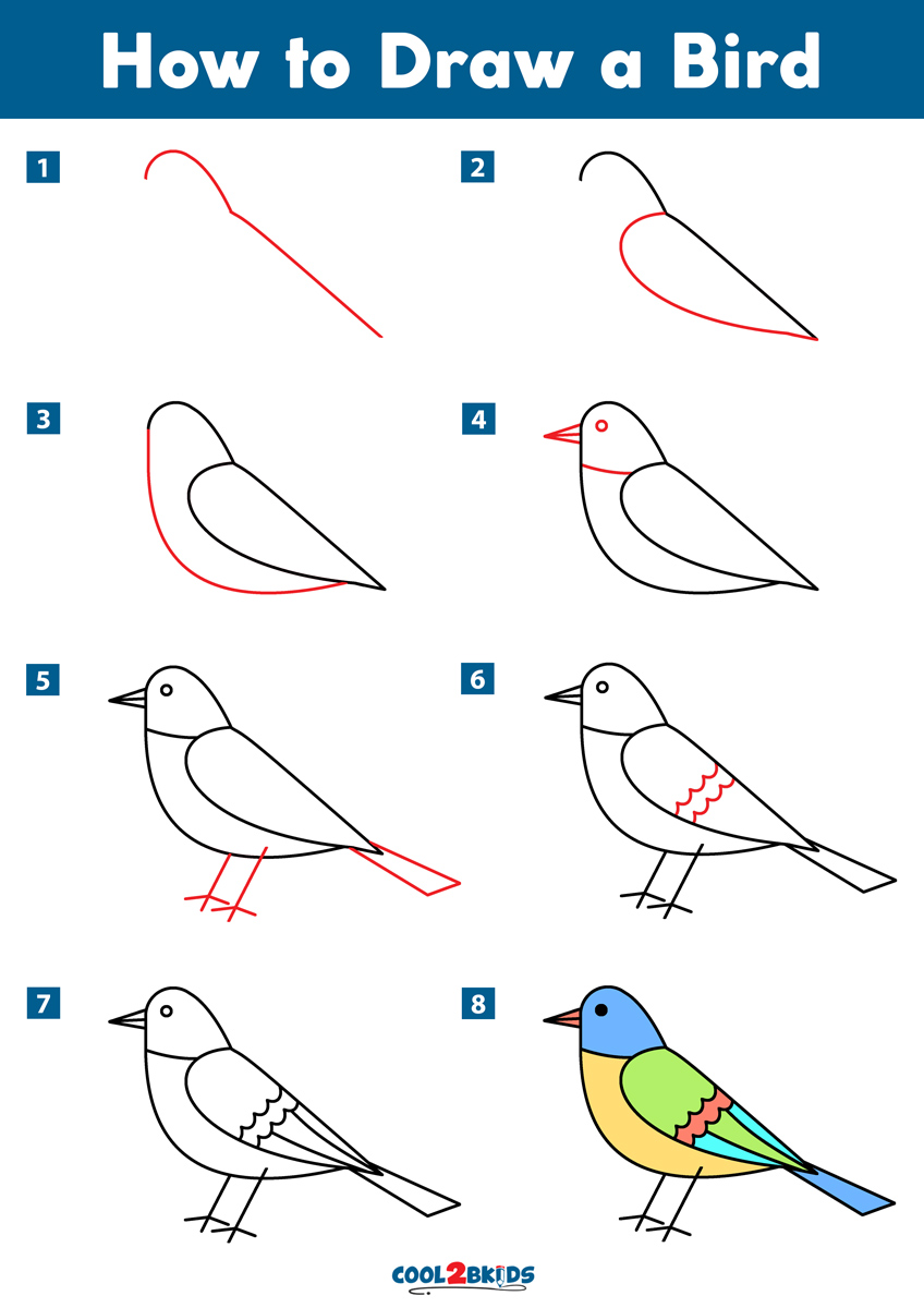 How to Draw a Bird Cool2bKids