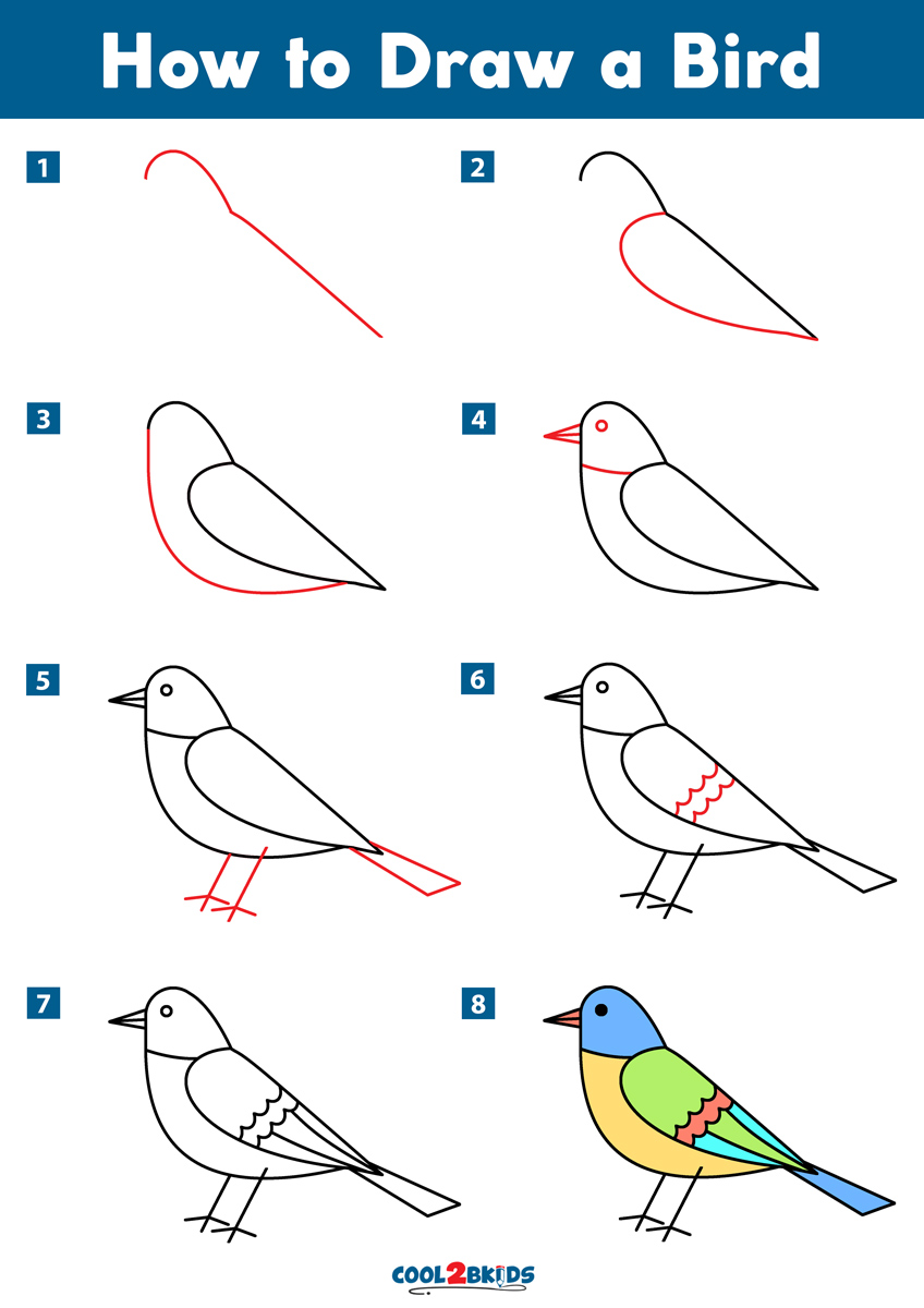 Easy Steps To Draw A Bird