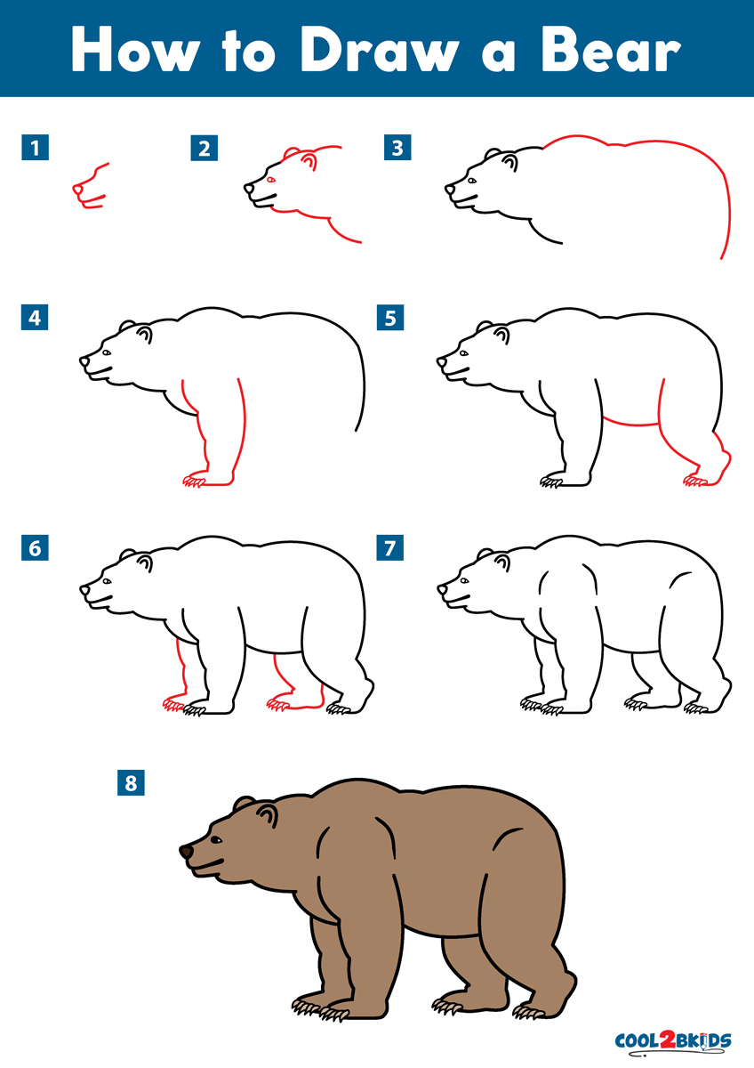 How to Draw a Bear - Cool2bKids