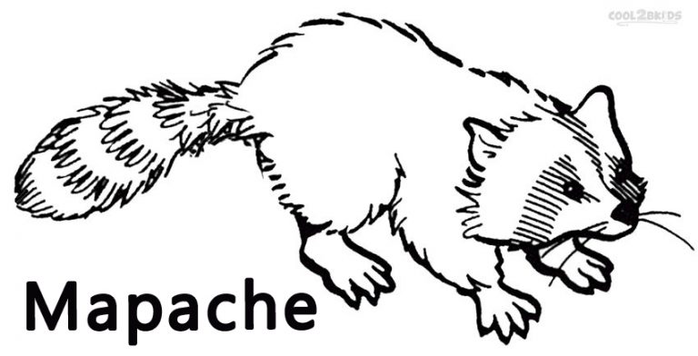 Dibujos de Mapache para colorear Páginas para imprimir