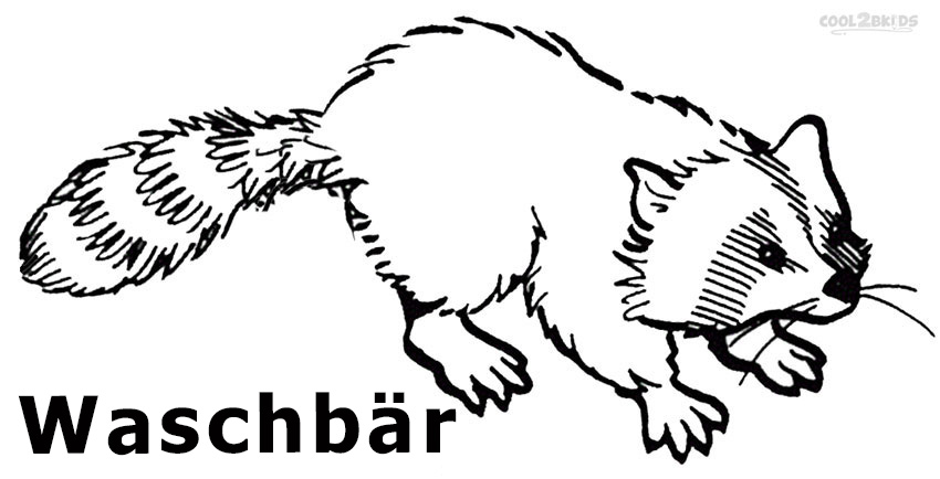 Ausmalbilder Waschbär Malvorlagen kostenlos zum ausdrucken