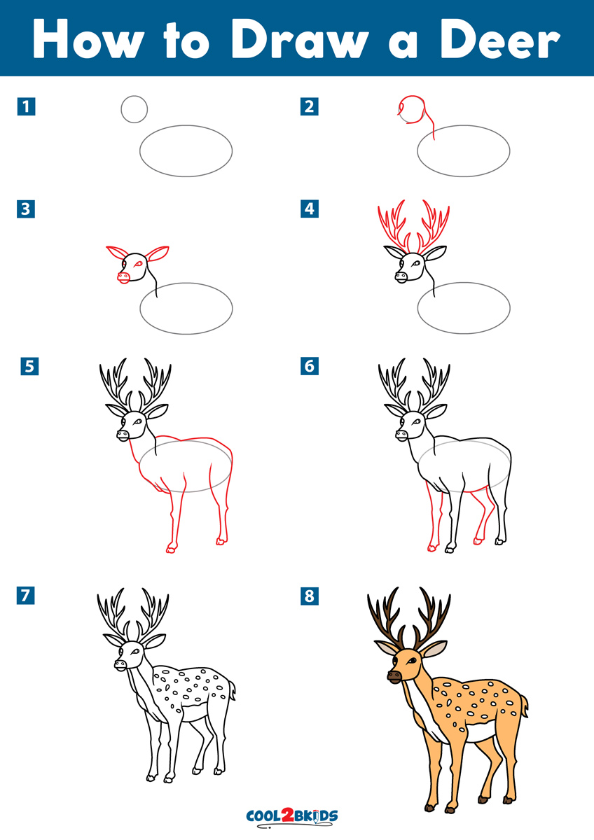 Step-by-step guide of how to draw a deer