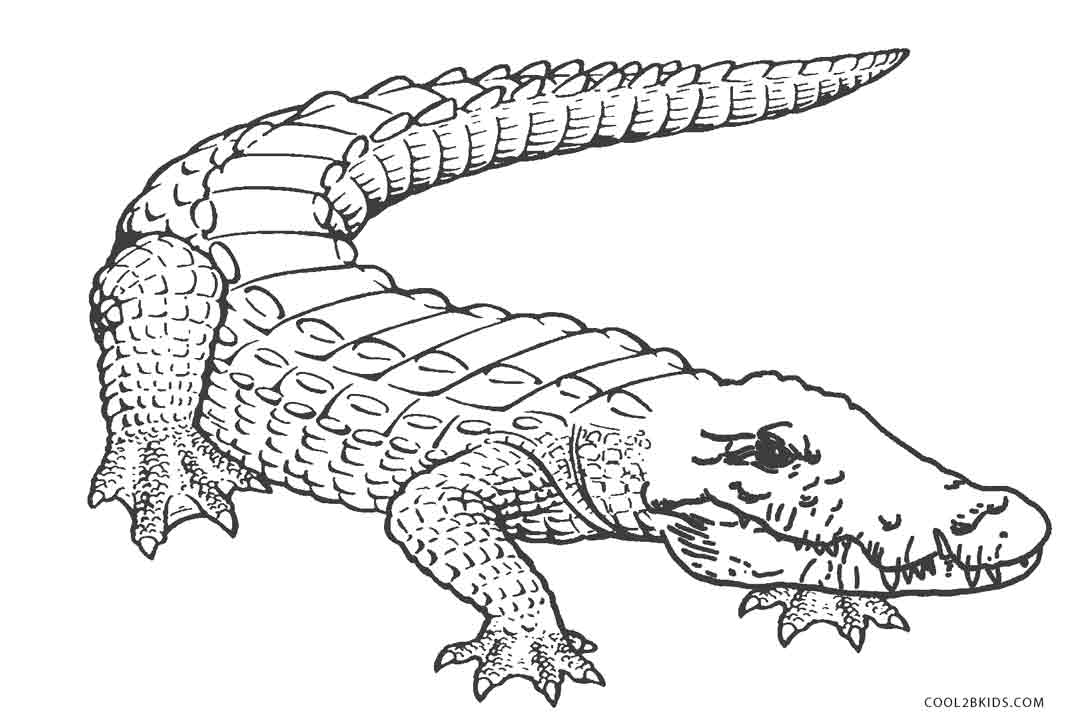 Featured image of post Desenho Do Jacar Para Colorir Os jacar s alligator em ingl s s o r pteis de grande porte que chegam a atingir cerca de 3 metros de cumprimento eles vivem em rios das am ricas australia e sia e se alimentam principalmente de aves pequenos peixes e