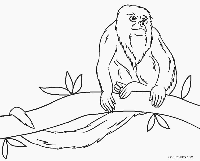 Desenho de Macaco-aranha pendurado para colorir