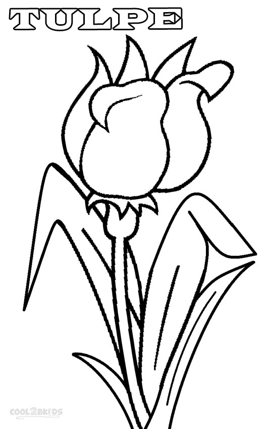 ausmalbilder tulpe  malvorlagen kostenlos zum ausdrucken