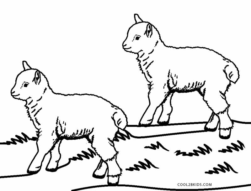 Ausmalbilder Schaf - Malvorlagen kostenlos zum ausdrucken