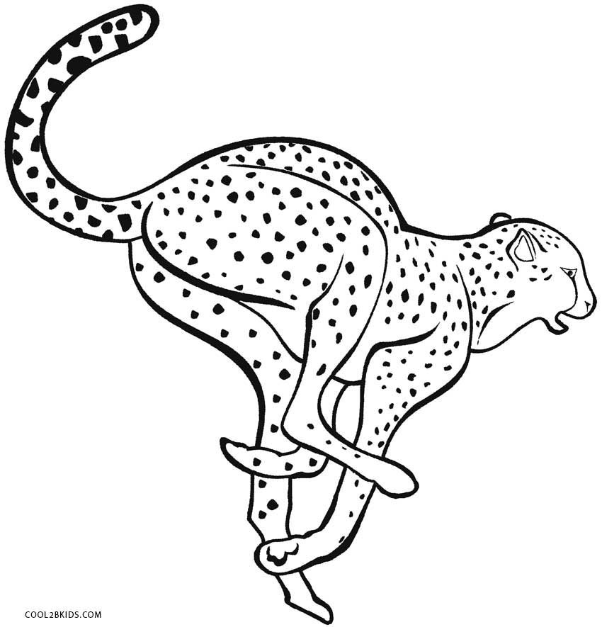 ausmalbilder geparden  malvorlagen kostenlos zum ausdrucken