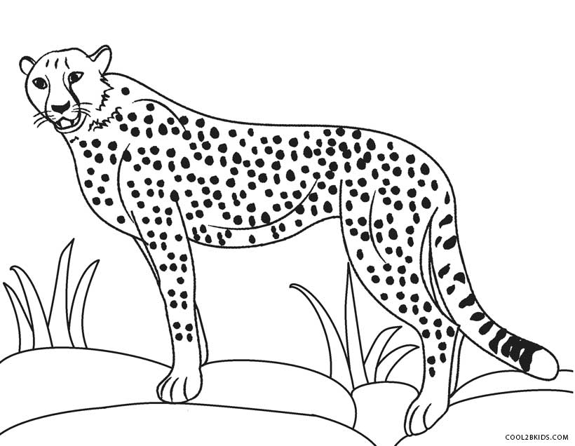Ausmalbilder Geparden - Malvorlagen kostenlos zum ausdrucken