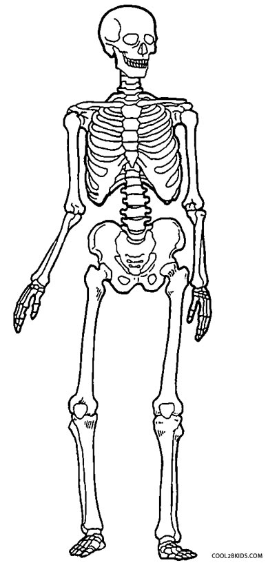 skeleton skelett skeletons cool2bkids malvorlagen menschliches esqueleto ausdrucken whitesbelfast getdrawings
