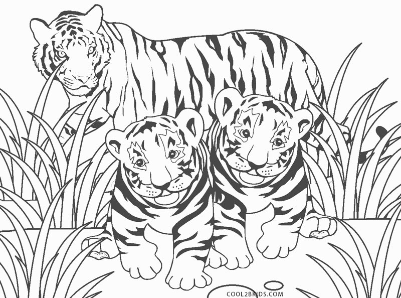 Ausmalbilder Tiger - Malvorlagen kostenlos zum ausdrucken