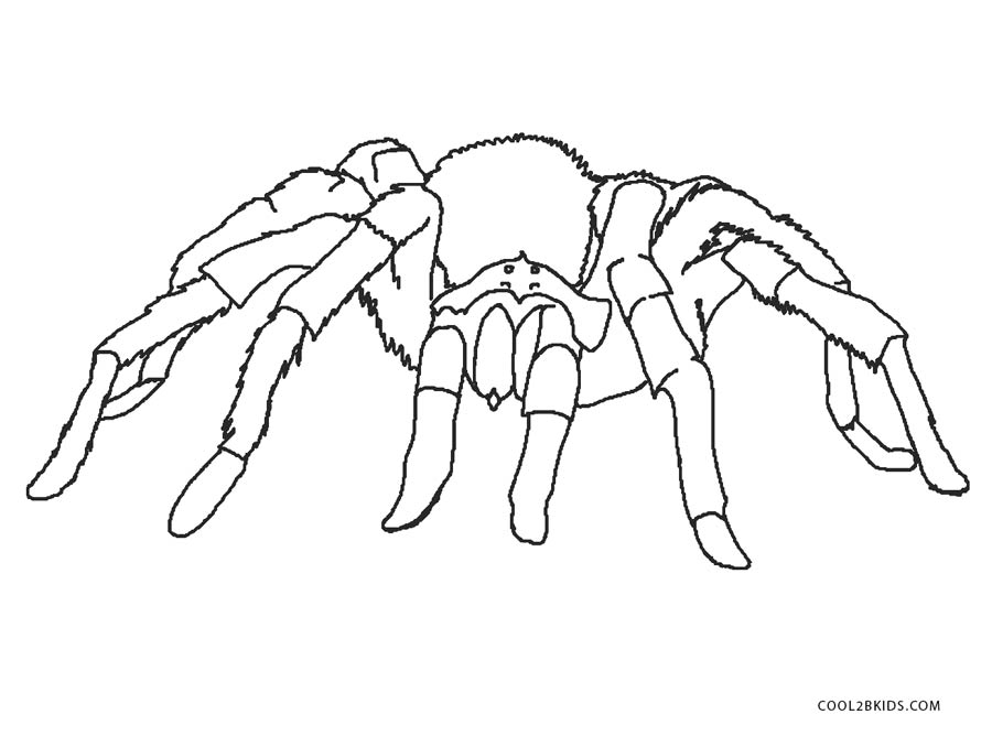 Ausmalbilder Spinne - Malvorlagen kostenlos zum ausdrucken