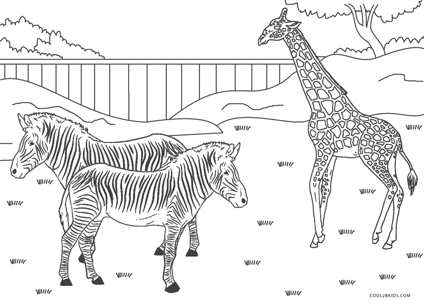 Zoológico disponibiliza no Instagram desenhos de animais para imprimir e  colorir