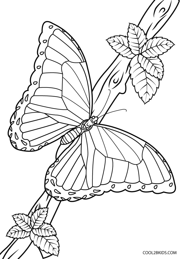 Coloriages  Papillon  Coloriages Gratuits à Imprimer
