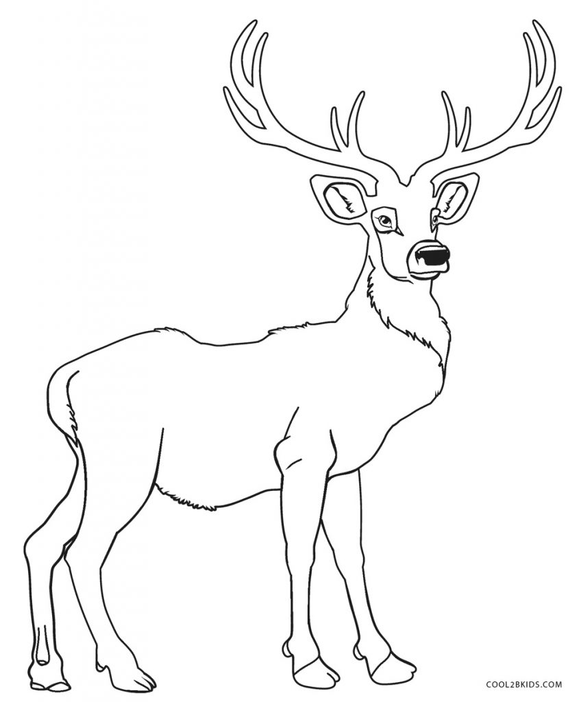 Coloriages - Cerf - Coloriages Gratuits à Imprimer