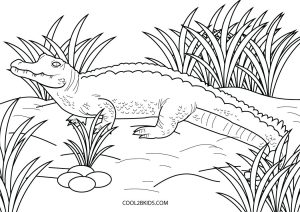 61 Collection Coloring Pages Wild Animals  Latest HD