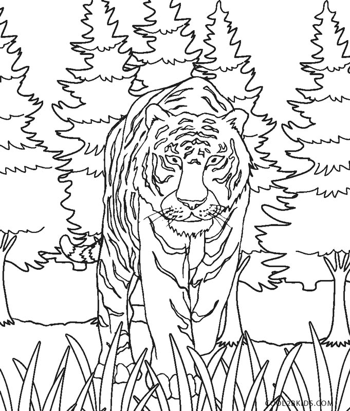 Tigre Da Colorare Disegni Per Bambini Da Stampare