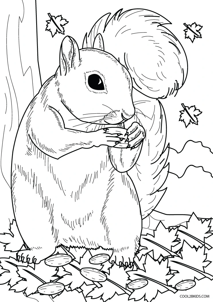 Ausmalbilder Eichhörnchen - Malvorlagen kostenlos zum ausdrucken