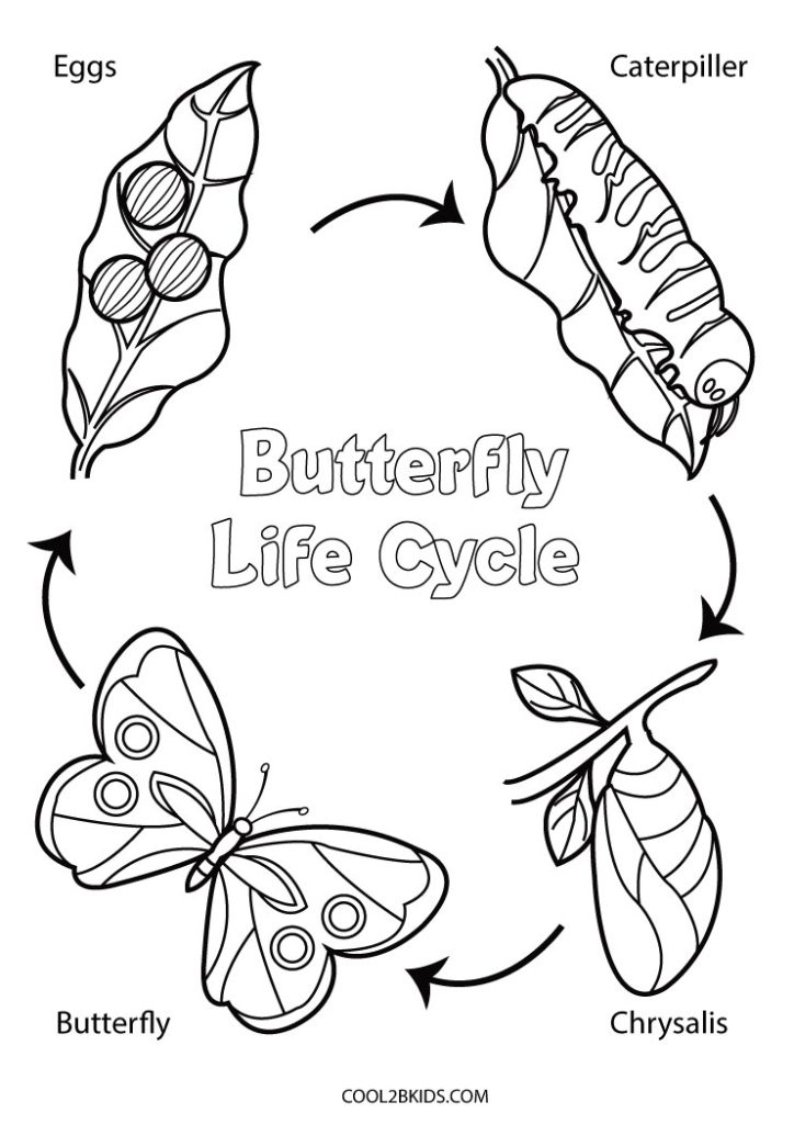 Butterfly Life Cycle Coloring Page Coloring Pages Butterfly Life Cycle Coloring Page Coloring Pages